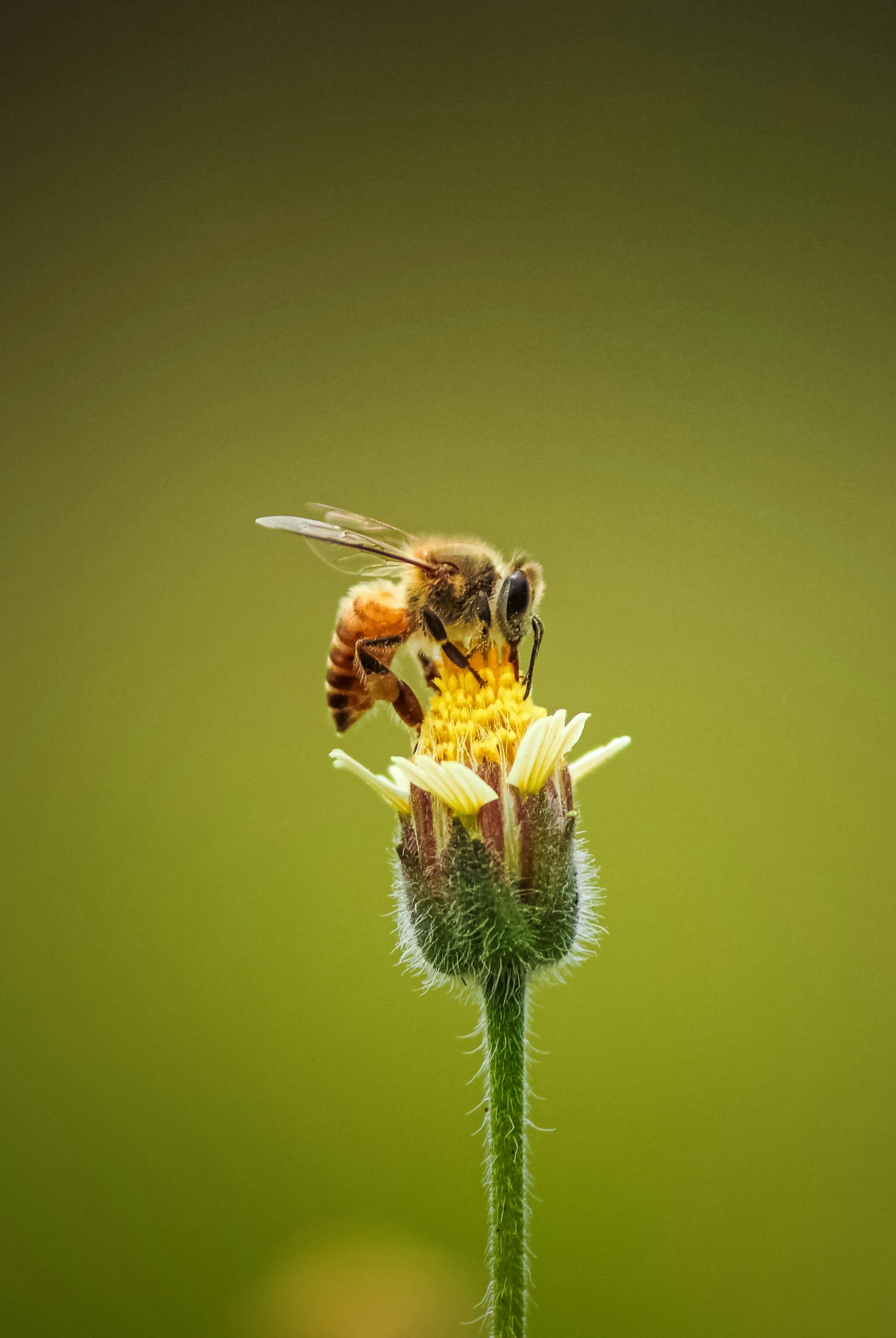 En humla som sitter på en gul blomma och suger nektar