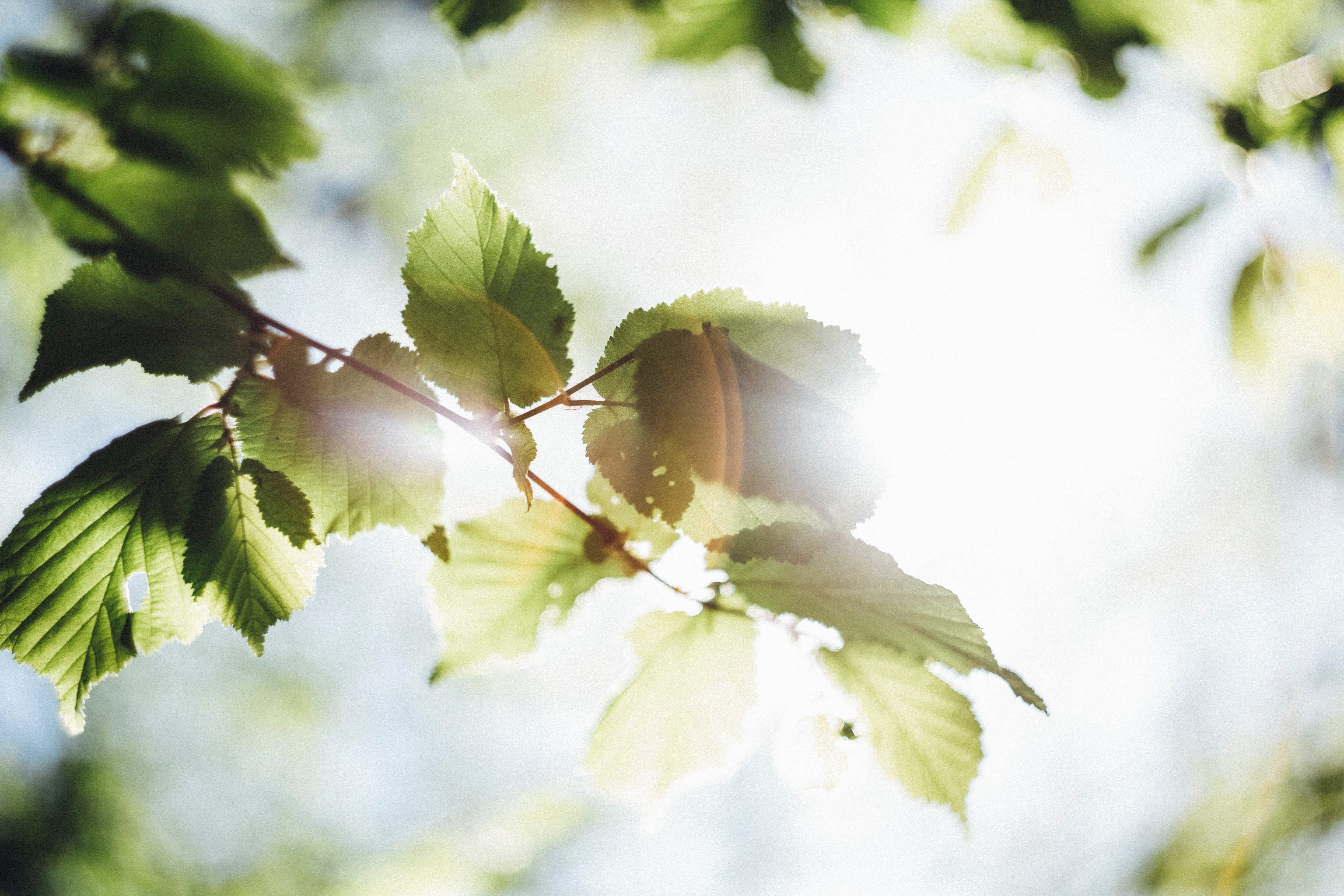 Bladverk på träd där solen lyser igenom