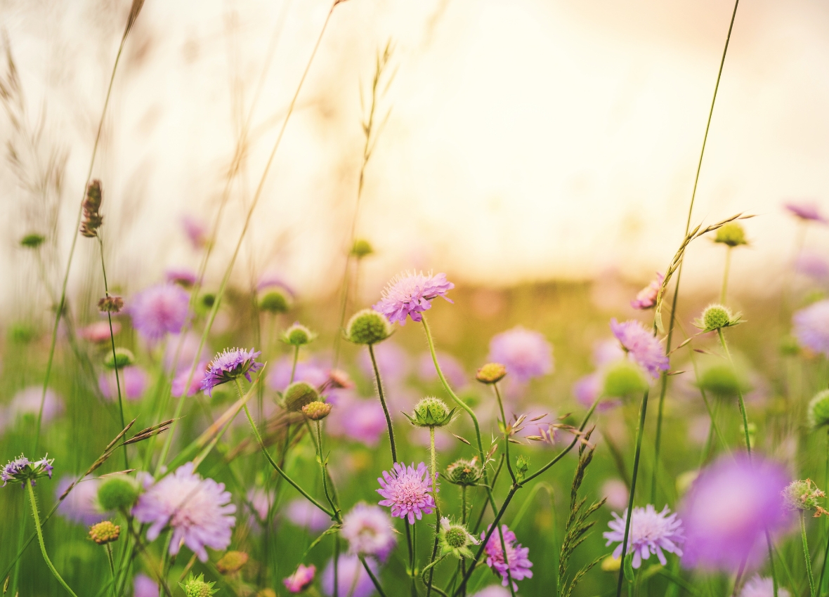 Lila blommor på en blomsteräng