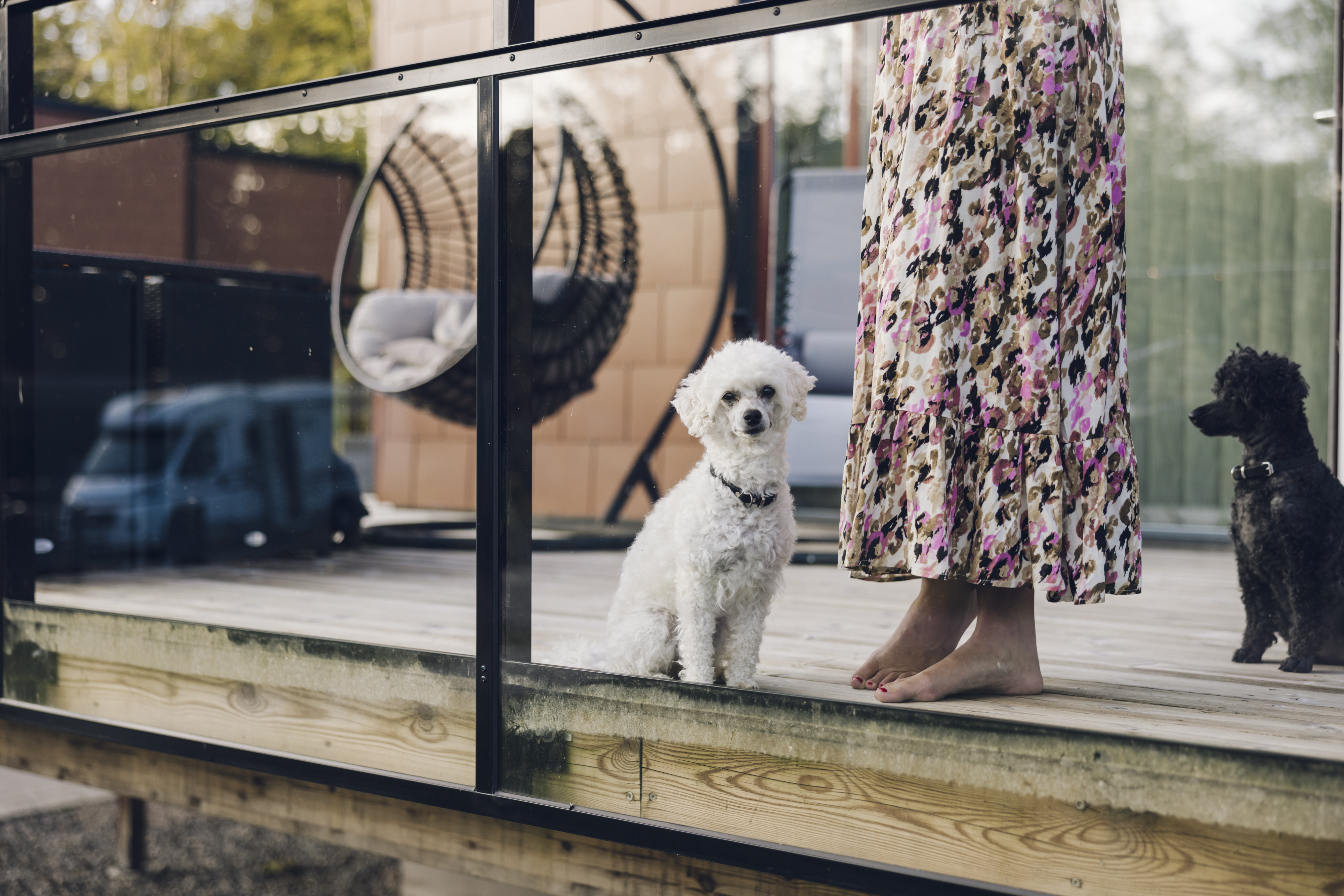 Två hundar som står på en uteplats och två fötter