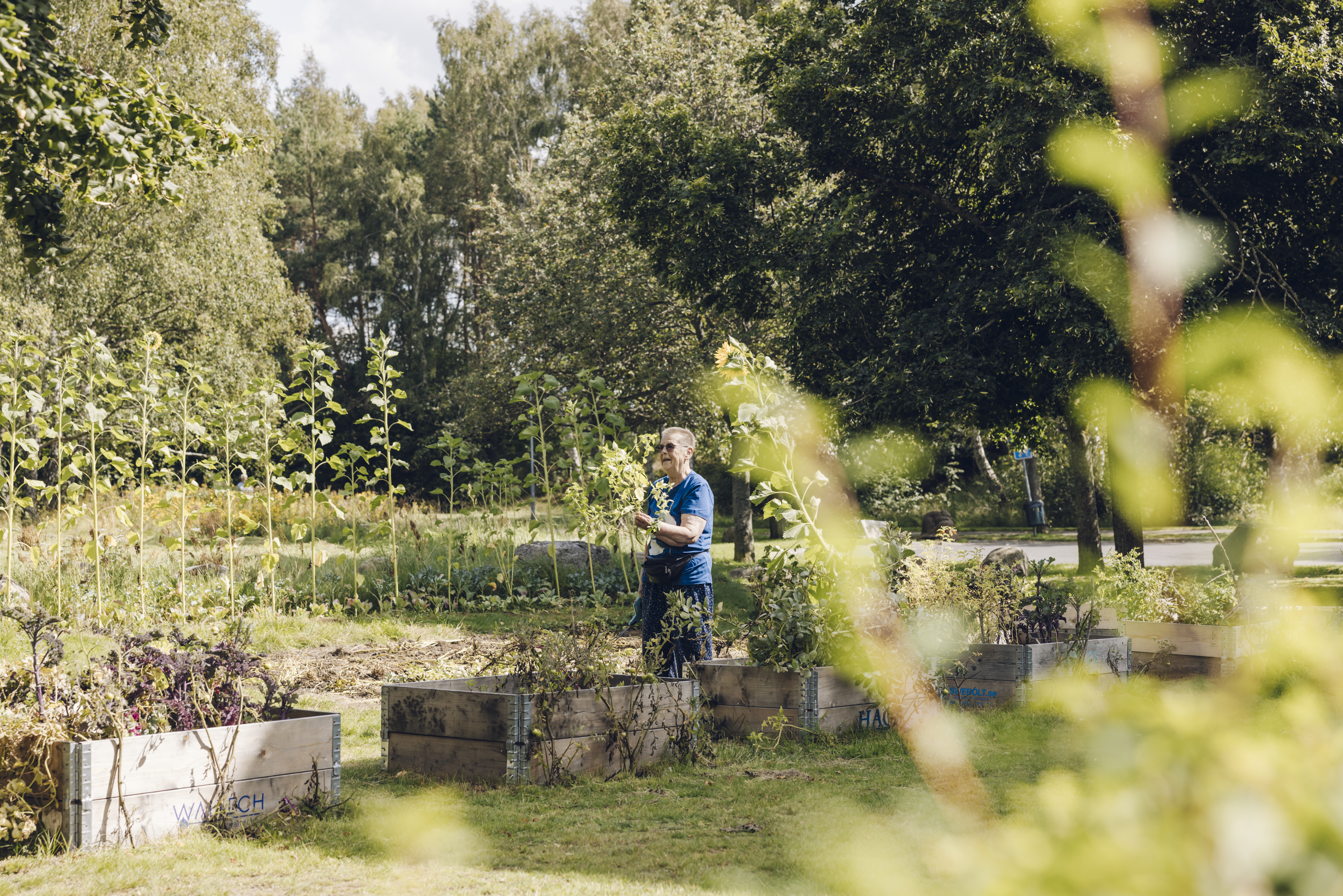 Kvinna står och plockar solrosor i en odlingsbädd